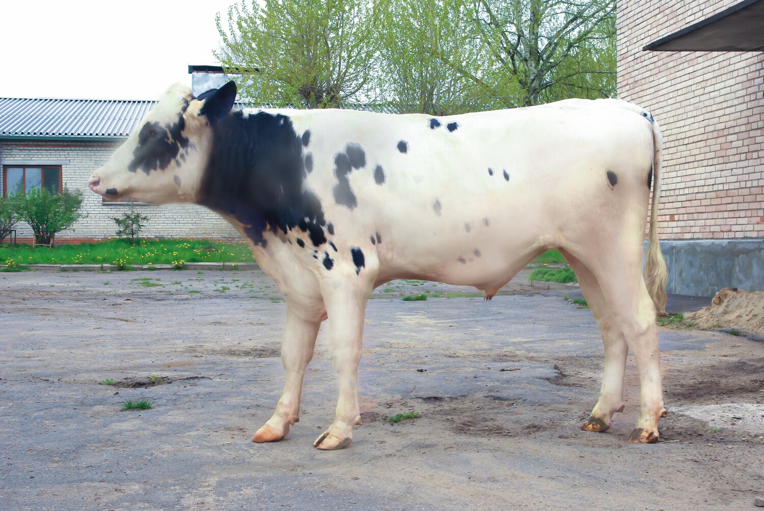 ПАТРИОТ 1136<br>