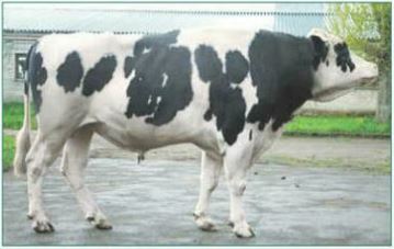 УРАН 2885<br>